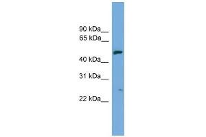 WB Suggested Anti-EXOC4 Antibody Titration: 0.