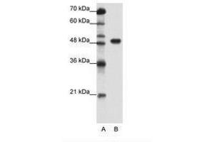 Image no. 1 for anti-Transcription Factor AP-2 alpha (Activating Enhancer Binding Protein 2 Alpha) (TFAP2A) (C-Term) antibody (ABIN202525) (TFAP2A antibody  (C-Term))
