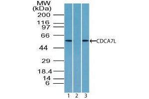 Image no. 1 for anti-Cell Division Cycle Associated 7-Like (CDCA7L) (AA 170-220) antibody (ABIN960114) (CDCA7L antibody  (AA 170-220))