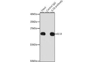 Immunoprecipitation analysis of 200 μg extracts of HeLa cells, using 3 μg IL18 antibody (ABIN3021464, ABIN3021465, ABIN3021466 and ABIN1513081). (IL-18 antibody  (AA 37-193))