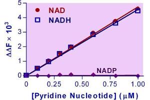 Biochemical Assay (BCA) image for NAD/NADH Assay Kit (ABIN1019680)