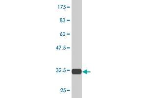 Western Blot detection against Immunogen (31. (RPS29 antibody  (AA 1-56))