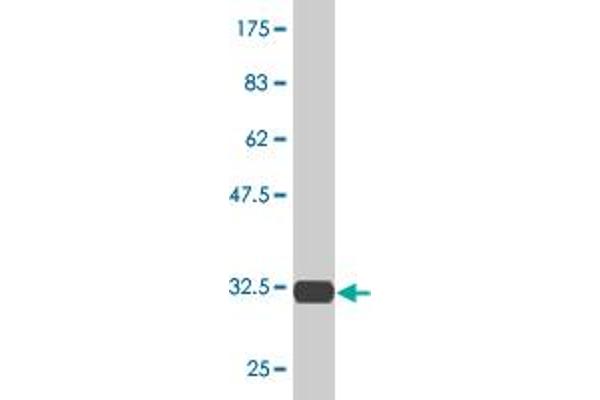 RPS29 antibody  (AA 1-56)