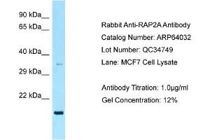 Western Blotting (WB) image for anti-RAP2A, Member of RAS Oncogene Family (RAP2A) (C-Term) antibody (ABIN2789703) (RAP2A antibody  (C-Term))