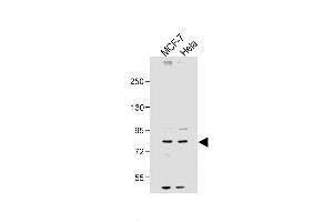 All lanes : Anti-SMURF1 Antibody (N-term) at 1:2000 dilution Lane 1: MCF-7 whole cell lysate Lane 2: Hela whole cell lysate Lysates/proteins at 20 μg per lane. (SMURF1 antibody  (N-Term))