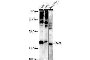 Western blot analysis of extracts of various cell lines, using  at 1:500 dilution. (SAT2 antibody  (AA 1-170))