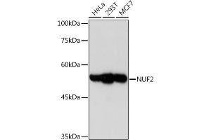 Western blot analysis of extracts of various cell lines, using NUF2 Rabbit mAb (ABIN7269072) at 1:1000 dilution. (NUF2 antibody)
