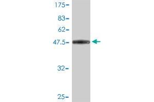 Western Blot detection against Immunogen (49. (MREG antibody  (AA 1-214))