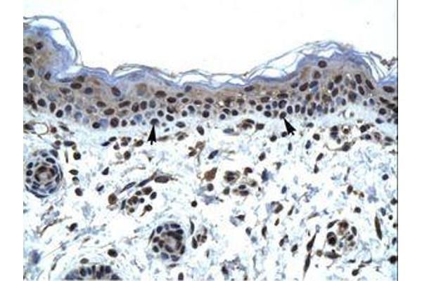 IKZF5 antibody  (N-Term)
