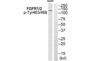 Western blot analysis of extracts from HepG2 cells using FGFR1/2 (Phospho-Tyr463/466) Antibody. (FGFR1/FGFR2 antibody  (pTyr463, pTyr466))