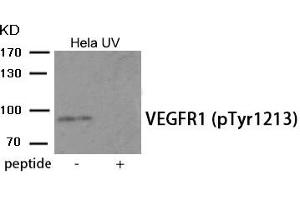 Western blot analysis of extracts from HeLa cells treated with UV using Phospho-VEGFR1 (Tyr1213) antibody. (FLT1 antibody  (pTyr1213))