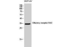Western Blotting (WB) image for anti-Olfactory Receptor, Family 5, Subfamily W, Member 2 (OR5W2) (Internal Region) antibody (ABIN3176630) (OR5W2 antibody  (Internal Region))