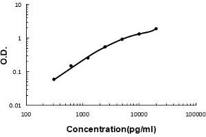 Sandwich ELISA - Recombinant human Cystatin C/CST3 protein standard curve. (CST3 antibody  (AA 31-146))