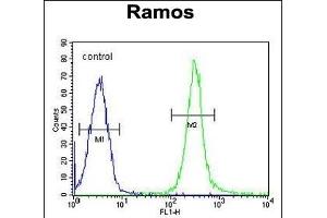 FA Antibody (N-term) (ABIN655330 and ABIN2844898) flow cytometric analysis of Ramos cells (right histogram) compared to a negative control cell (left histogram). (FAM133A antibody  (N-Term))