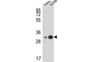 Western Blotting (WB) image for anti-Ribosomal Protein S3A (RPS3A) antibody (ABIN3002375) (RPS3A antibody)