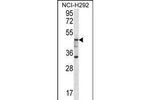 GBA3 Antibody (C-term) (ABIN656223 and ABIN2845539) western blot analysis in NCI- cell line lysates (35 μg/lane).