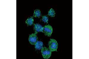 Confocal immunofluorescent analysis of IL8 Antibody (C-term) (ABIN652552 and ABIN2842370) with Hela cell followed by Alexa Fluor? (IL-8 antibody  (C-Term))