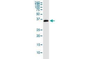 STX12 MaxPab polyclonal antibody. (Syntaxin 12 antibody  (AA 1-276))