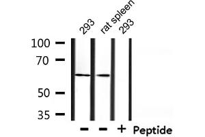TAF15 antibody  (Internal Region)