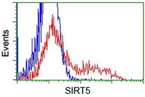 HEK293T cells transfected with either RC200189 overexpress plasmid (Red) or empty vector control plasmid (Blue) were immunostained by anti-SIRT5 antibody (ABIN2454874), and then analyzed by flow cytometry. (SIRT5 antibody)
