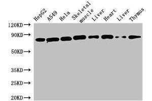 SKIL antibody  (AA 359-579)