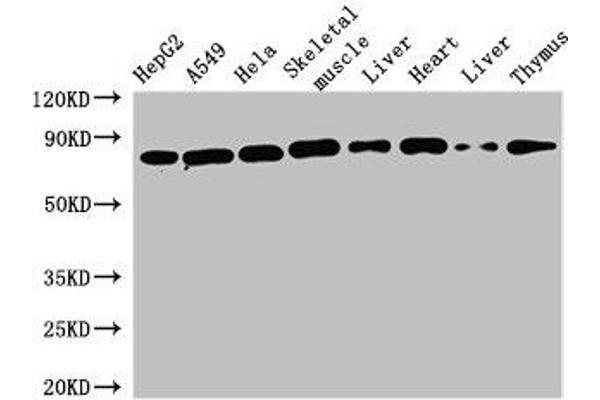 SKIL antibody  (AA 359-579)