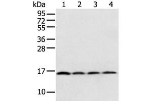 Western blot analysis of 231 Hela K562 cell and Human bladder carcinoma tissue using MRPS18C Polyclonal Antibody at dilution of 1:800 (MRPS18C antibody)