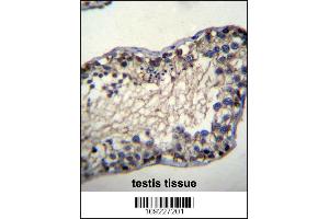 TSSK6 Antibody immunohistochemistry analysis in formalin fixed and paraffin embedded human testis tissue followed by peroxidase conjugation of the secondary antibody and DAB staining. (TSSK6 antibody  (N-Term))