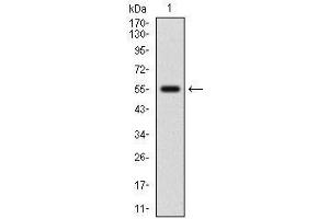 Western blot analysis using NFE2L2 mAb against human NFE2L2 (AA: 356-589) recombinant protein. (NRF2 antibody  (AA 356-589))