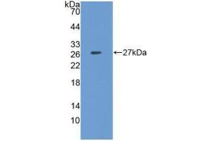 Western blot analysis of recombinant Pig CLU. (Clusterin antibody  (AA 229-446))
