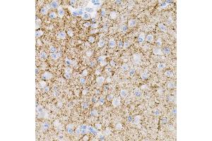 Immunohistochemistry of paraffin-embedded mouse brain using NTF3 antibody. (Neurotrophin 3 antibody)