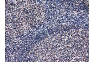 Immunohistochemical staining of paraffin-embedded Human lymph node tissue using anti-EIF1 mouse monoclonal antibody.