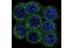 Immunofluorescence (IF) image for anti-Proprotein Convertase Subtilisin/kexin Type 2 (PCSK2) antibody (ABIN3003341) (PCSK2 antibody)