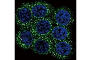 Immunofluorescence (IF) image for anti-Proprotein Convertase Subtilisin/kexin Type 2 (PCSK2) antibody (ABIN3003341) (PCSK2 antibody)