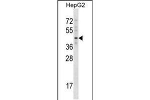 Western blot analysis in HepG2 cell line lysates (35ug/lane). (TBX20 antibody  (C-Term))