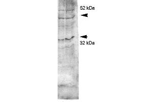 Western blot analysis of Rat kidney inner medullary homogenates showing detection of Aquaporin 4 protein using Rabbit Anti-Aquaporin 4 Polyclonal Antibody . (Aquaporin 4 antibody  (C-Term) (HRP))