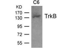 Western blot analysis of extract from C6 cell and using TrkB. (TRKB antibody  (AA 703-707))
