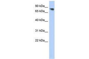 Image no. 1 for anti-Protocadherin alpha 12 (PCDHA12) (AA 107-156) antibody (ABIN6741058)