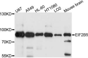 Western blot analysis of extracts of various cell lines, using EIF2B5 antibody. (EIF2B5 antibody)