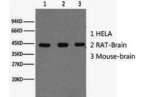 Western Blot analysis of Hela (1) Rat brain (2) Mouse brain (3) using beta actin Monoclonal Antibody at dilution of 1:10000. (beta Actin antibody)