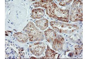 Immunohistochemical staining of paraffin-embedded Human Kidney tissue using anti-IGJ mouse monoclonal antibody.
