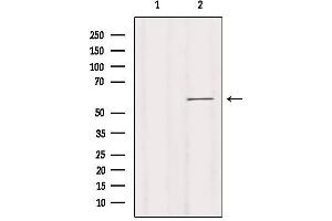 Western blot analysis of extracts from K562, using KCNN1 Antibody. (KCNN1 antibody  (Internal Region))