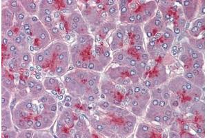 Pancreas, Human: Formalin-Fixed, Paraffin-Embedded (FFPE) (TPCN2 antibody  (AA 735-747))