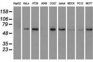 Western blot analysis of extracts (35 µg) from 9 different cell lines by using anti-anti-NRBP1monoclonal antibody. (NRBP1 antibody)