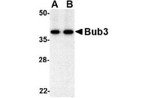 Western blot analysis of bub3 in Jurkat cell lysate with AP30173PU-N bub3 antibody at (A) 0. (BUB3 antibody  (C-Term, N-Term))