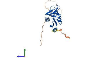 AlphaFold protein structure predicition of Mouse Recombinant Clec2i Protein, UniprotID Q9WVF9 (C-Type Lectin Domain Family 2, Member I (CLEC2I) (AA 1-217) protein (His tag))