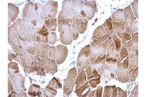 IHC-P Image RRM2 antibody [N1C1] detects RRM2 protein at cytoplasm on mouse muscle by immunohistochemical analysis. (RRM2 antibody  (Regulatory Subunit))