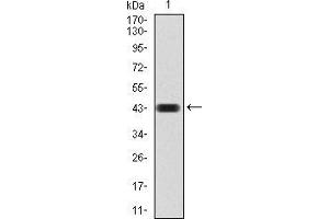 Western blot analysis using CBX4 mAb against human CBX4 (AA: 397-514) recombinant protein. (CBX4 antibody  (AA 397-514))