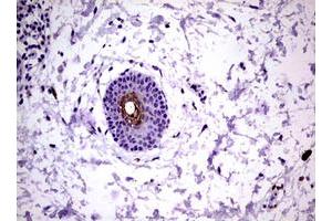 Image no. 1 for anti-Kallikrein 8 (KLK8) (AA 33-260) antibody (ABIN1491415) (Kallikrein 8 antibody  (AA 33-260))