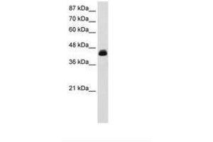Image no. 1 for anti-Transcription Elongation Factor A (SII), 3 (TCEA3) (AA 228-277) antibody (ABIN6735861) (TCEA3 antibody  (AA 228-277))